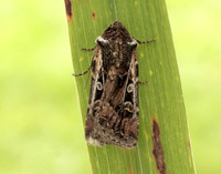 73.313 BF2081 White-line Dart Euxoa tritici