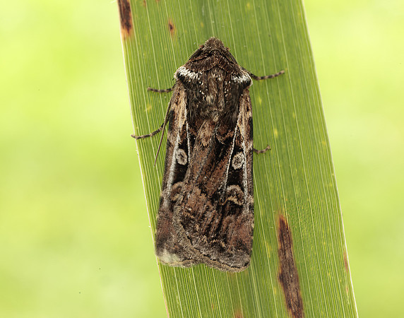 73.313 BF2081 White-line Dart Euxoa tritici