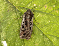 73.313 BF2081 White-line Dart Euxoa tritici