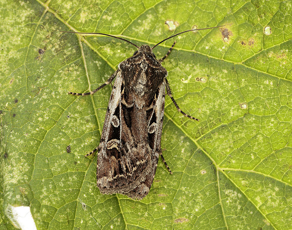 73.313 BF2081 White-line Dart Euxoa tritici