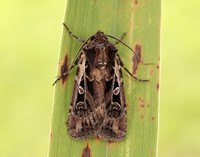 73.313 BF2081 White-line Dart Euxoa tritici