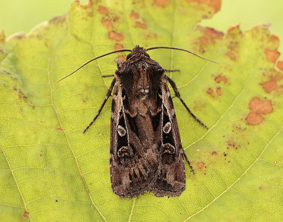 73.313 BF2081 White-line Dart Euxoa tritici