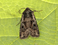73.313 BF2081 White-line Dart Euxoa tritici