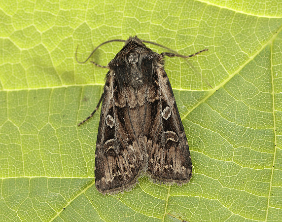 73.313 BF2081 White-line Dart Euxoa tritici