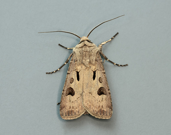 73.317 BF2089 Heart & Dart Agrotis exclamationis