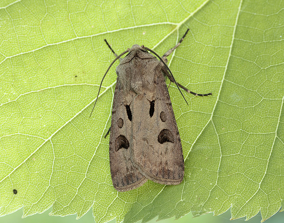 73.317 BF2089 Heart & Dart Agrotis exclamationis