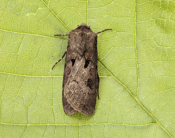 73.317 BF2089 Heart & Dart Agrotis exclamationis