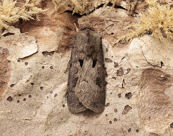 73.317 BF2089 Heart & Dart Agrotis exclamationis