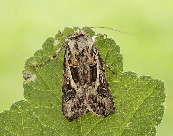 73.322 BF2085 Archer's Dart Agrotis vestigialis