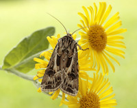 73.322 BF2085 Archer's Dart Agrotis vestigialis