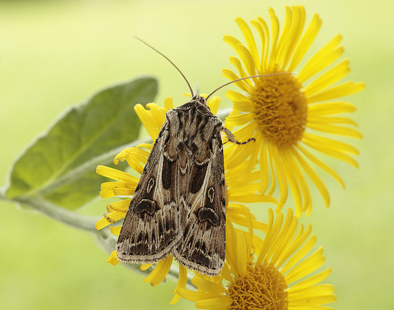 73.322 BF2085 Archer's Dart Agrotis vestigialis