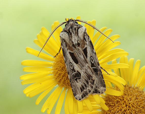 73.322 BF2085 Archer's Dart Agrotis vestigialis