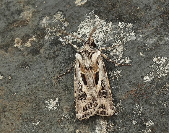 73.322 BF2085 Archer's Dart Agrotis vestigialis