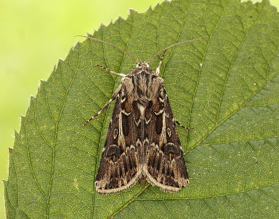 73.322 BF2085 Archer's Dart Agrotis vestigialis