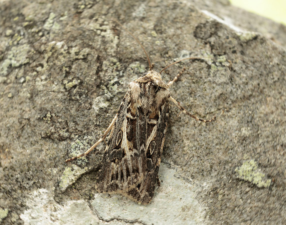 73.322 BF2085 Archer's Dart Agrotis vestigialis