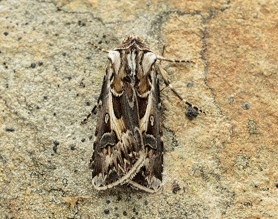 73.322 BF2085 Archer's Dart Agrotis vestigialis