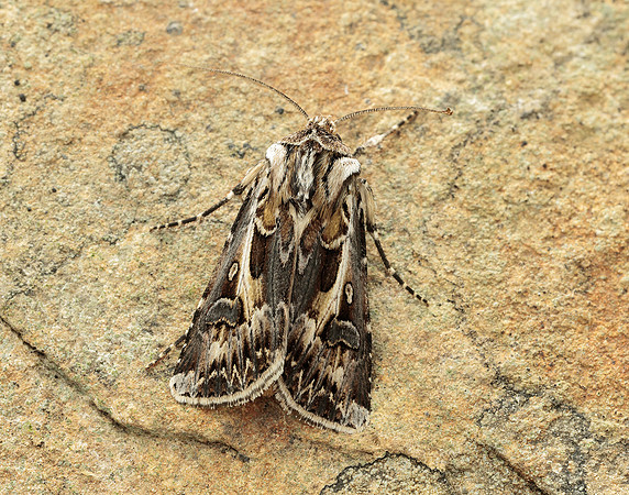 73.322 BF2085 Archer's Dart Agrotis vestigialis