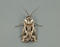 73.322 BF2085 Archer's Dart Agrotis vestigialis