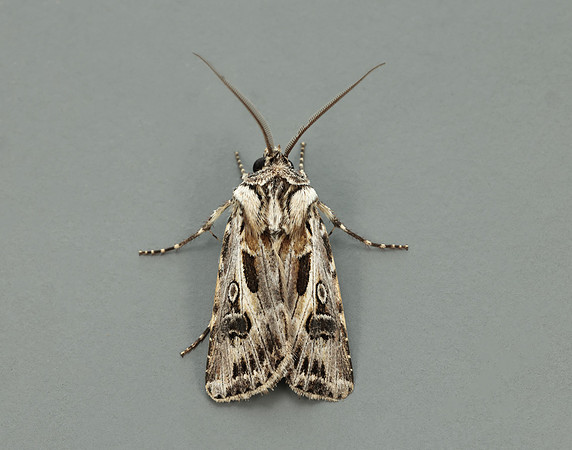 73.322 BF2085 Archer's Dart Agrotis vestigialis