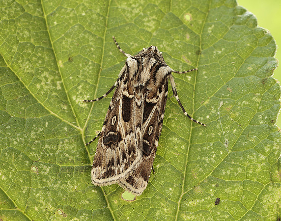 73.322 BF2085 Archer's Dart Agrotis vestigialis