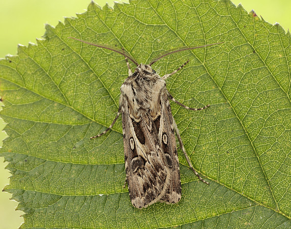 73.322 BF2085 Archer's Dart Agrotis vestigialis