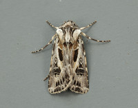 73.322 BF2085 Archer's Dart Agrotis vestigialis