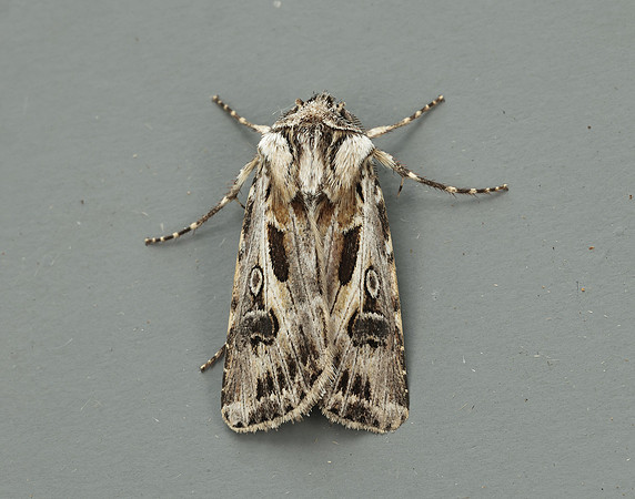73.322 BF2085 Archer's Dart Agrotis vestigialis