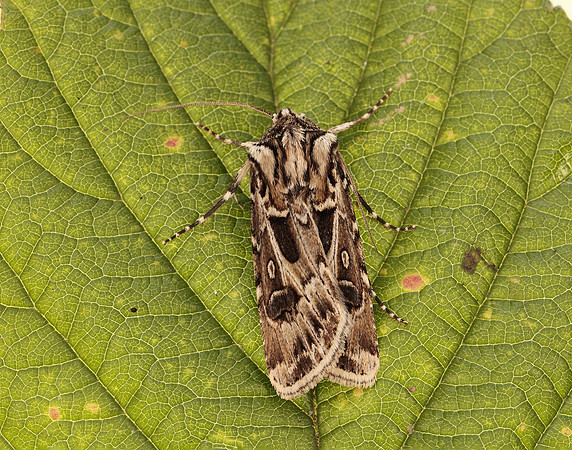 73.322 BF2085 Archer's Dart Agrotis vestigialis