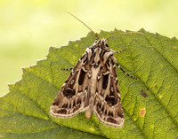 73.322 BF2085 Archer's Dart Agrotis vestigialis