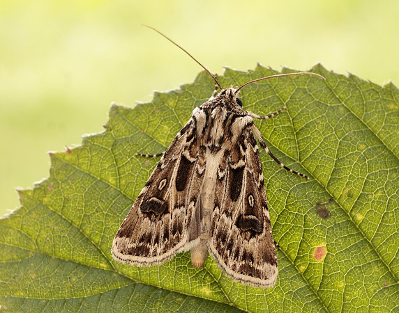 73.322 BF2085 Archer's Dart Agrotis vestigialis