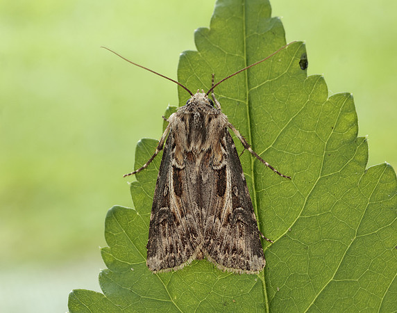 73.322 BF2085 Archer's Dart Agrotis vestigialis