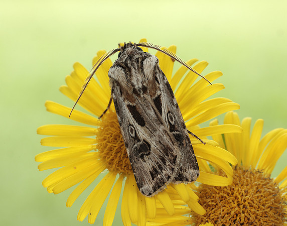 73.322 BF2085 Archer's Dart Agrotis vestigialis