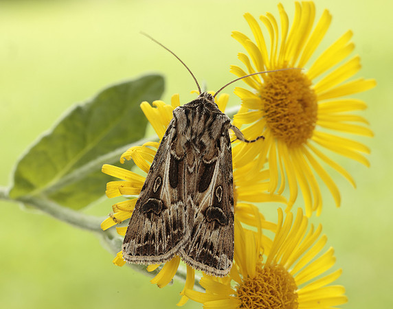 73.322 BF2085 Archer's Dart Agrotis vestigialis