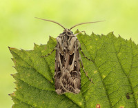 73.322 BF2085 Archer's Dart Agrotis vestigialis
