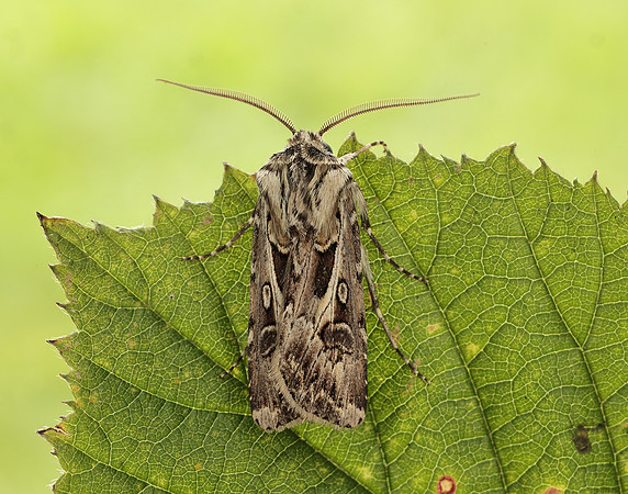 73.322 BF2085 Archer's Dart Agrotis vestigialis