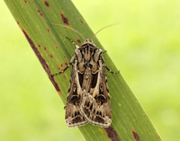 73.322 BF2085 Archer's Dart Agrotis vestigialis