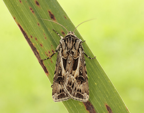 73.322 BF2085 Archer's Dart Agrotis vestigialis