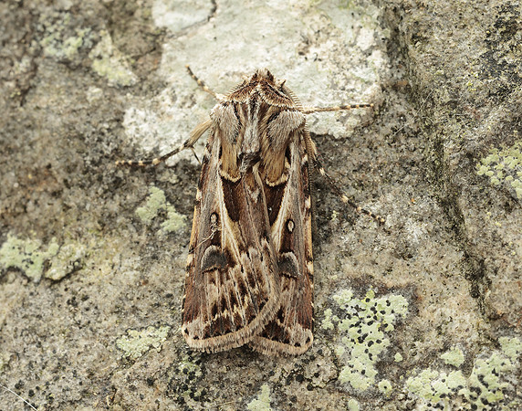73.322 BF2085 Archer's Dart Agrotis vestigialis