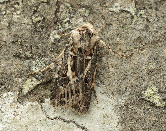 73.322 BF2085 Archer's Dart Agrotis vestigialis