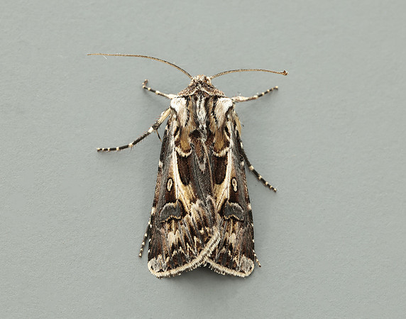 73.322 BF2085 Archer's Dart Agrotis vestigialis