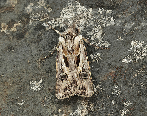 73.322 BF2085 Archer's Dart Agrotis vestigialis