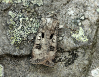 73.324 BF2090 Crescent Dart Agrotis trux