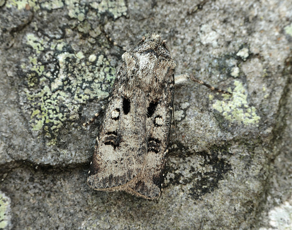 73.324 BF2090 Crescent Dart Agrotis trux