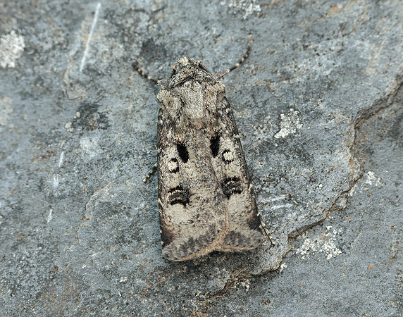 73.324 BF2090 Crescent Dart Agrotis trux