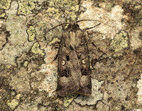 73.324 BF2090 Crescent Dart Agrotis trux