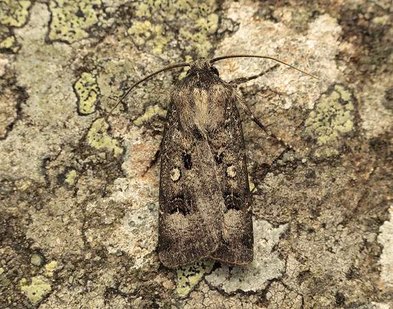 73.324 BF2090 Crescent Dart Agrotis trux