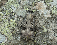 73.324 BF2090 Crescent Dart Agrotis trux