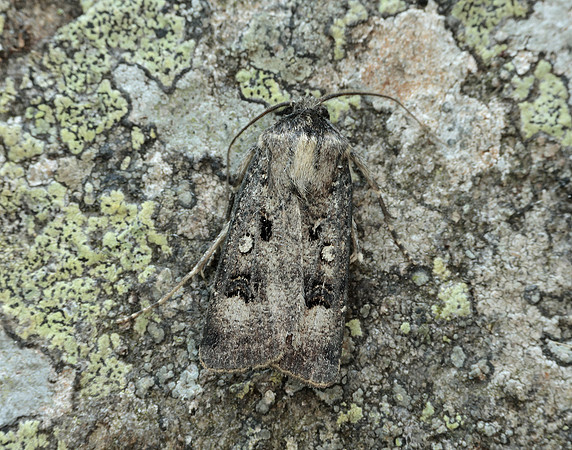 73.324 BF2090 Crescent Dart Agrotis trux