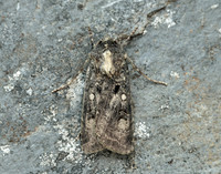 73.324 BF2090 Crescent Dart Agrotis trux