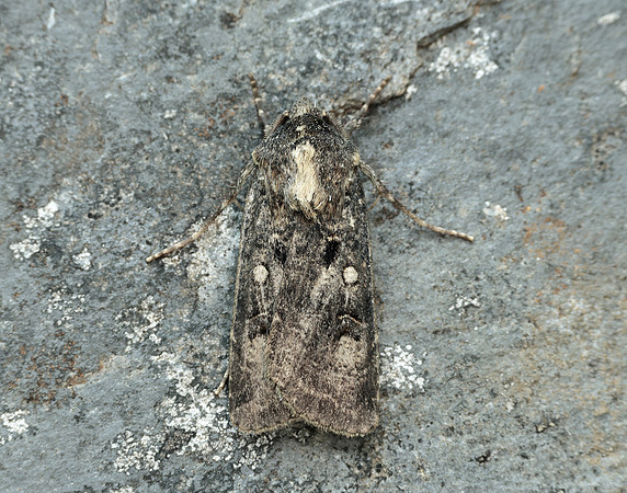 73.324 BF2090 Crescent Dart Agrotis trux